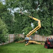 Trusted Chandler, AZ Tree Care Experts