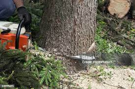 How Our Tree Care Process Works  in  Chandler, AZ
