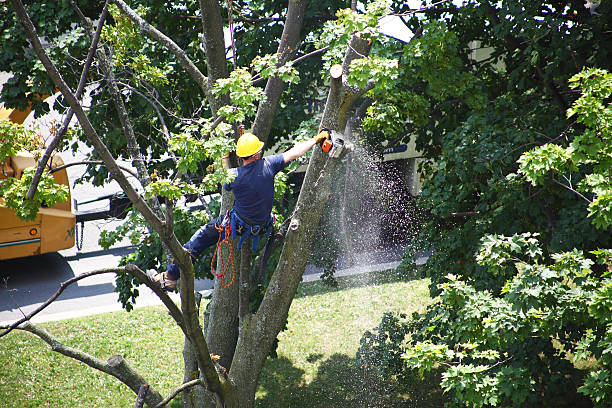 Lawn Irrigation Installation and Maintenance in Chandler, AZ